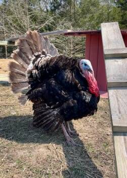 Turkey Birds Available for Adoption in Nashville, Tennessee - Captain Jack Sparrow | PetCurious