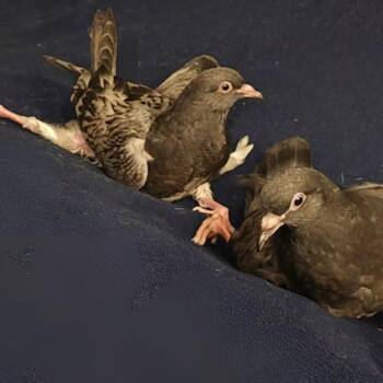Trixie & Katya (married couple - local Midwest adoption only) -  Pigeon Bird for Adoption in Chicago, Illinois - Trixie & Katya (married Couple - Local Midwest Adoption Only) | PetCurious