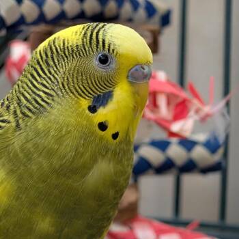 Parakeet Birds Available for Adoption in Kanab, Utah - Homer | PetCurious