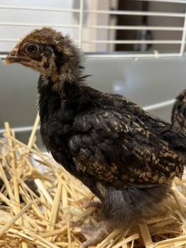 Best Regards -  Chicken Bird for Adoption in Roseville, California - Best Regards | PetCurious