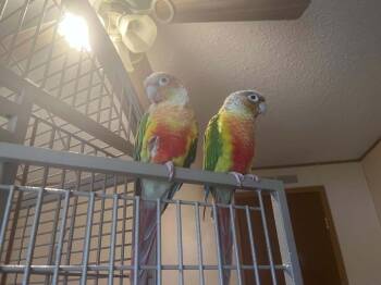 Kiwi -  Conure Bird for Adoption in Pittsburgh, Pennsylvania - Kiwi | PetCurious