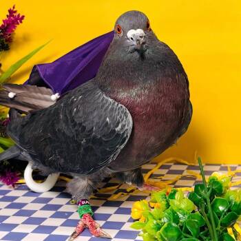 Pigeon Birds Available for Adoption in Chicago, Illinois - Binkle | PetCurious