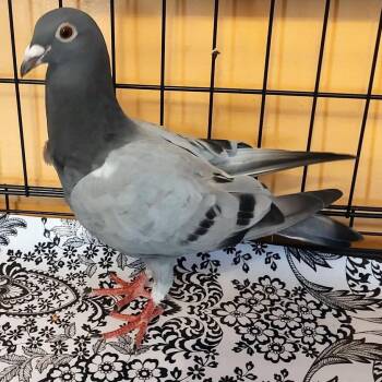 Buku -  Pigeon Bird for Adoption in Chicago, Illinois - Buku | PetCurious