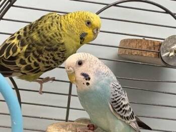 Blue -  Parakeet Bird for Adoption in Woodbury, Minnesota - Blue | PetCurious