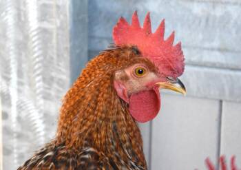 BLUE -  Chicken Bird for Adoption in Loveland, Colorado - BLUE | PetCurious