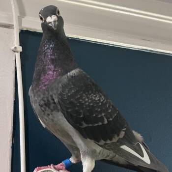 Pigeon Birds Available for Adoption in Chicago, Illinois - Pierre | PetCurious