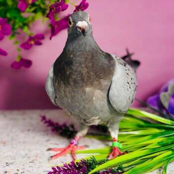 Claire -  Pigeon Bird for Adoption in Chicago, Illinois - Claire | PetCurious