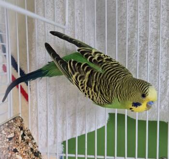 Parakeet Birds Available for Adoption in Bellingham, Washington - Steve | PetCurious