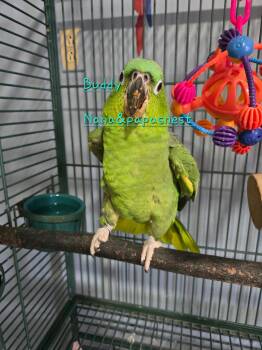 Buddy -  Amazon Bird for Adoption in Wakefield, Virginia - Buddy | PetCurious