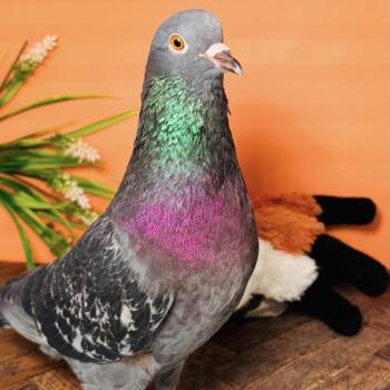 Leon -  Pigeon Bird for Adoption in Chicago, Illinois - Leon | PetCurious