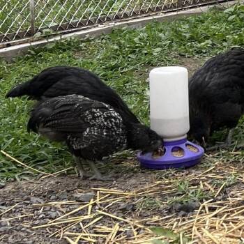 Megan -  Chicken Bird for Adoption in Quakertown, Pennsylvania - Megan | PetCurious