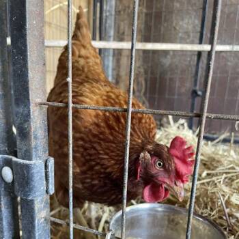 CHICKADEE -  Chicken Bird for Adoption in Santa Cruz, California - CHICKADEE | PetCurious