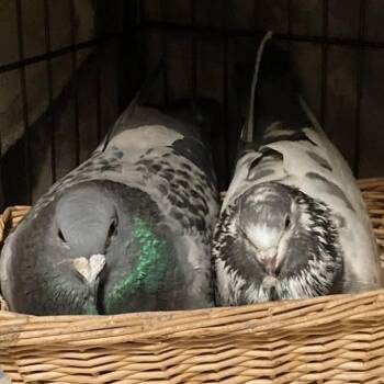 Pigeon Birds Available for Adoption in Chicago, Illinois - Radicchio & Sweet Pea (married Couple) | PetCurious