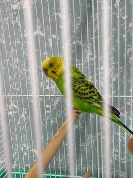 Parakeet Birds Available for Adoption in Fall River, Massachusetts - Jarritos | PetCurious