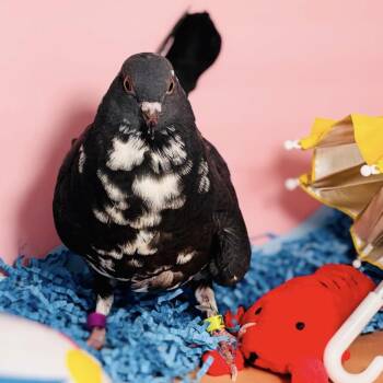 Kalavinka -  Pigeon Bird for Adoption in Chicago, Illinois - Kalavinka | PetCurious