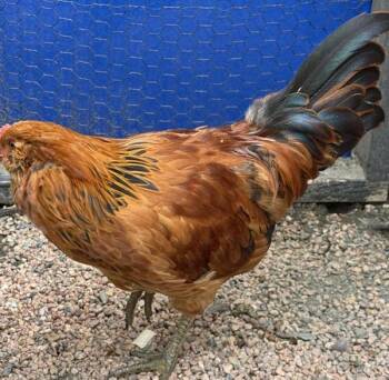 Chicken Birds Available for Adoption in Golden, Colorado - Godzilla | PetCurious