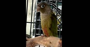 Conure Birds Available for Adoption in Pittsburgh, Pennsylvania - Willow | PetCurious