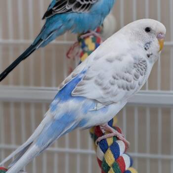 Charlotte -  Parakeet Bird Available for Adoption in Kanab, Utah - Charlotte | PetCurious