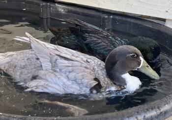 Biscuit -  Duck Bird for Adoption in Salinas, California - Biscuit | PetCurious