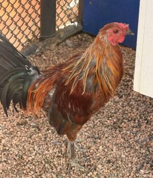 Road Runner -  Chicken Bird for Adoption in Golden, Colorado - Road Runner | PetCurious