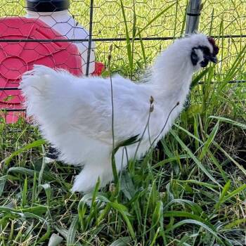 Boo -  Chicken Bird for Adoption in Fairport, New York - Boo | PetCurious