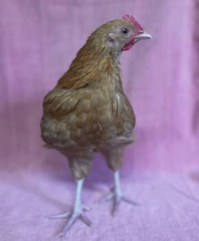 Chicken Birds Available for Adoption in Salinas, California - Buzz | PetCurious