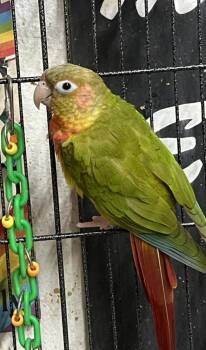 Conure Birds Available for Adoption in Pittsburgh, Pennsylvania - Banshee (Light Head) | PetCurious