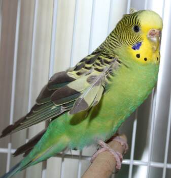 Budgie Budgerigar Birds Available for Adoption in Mississauga, Ontario - Kris | PetCurious