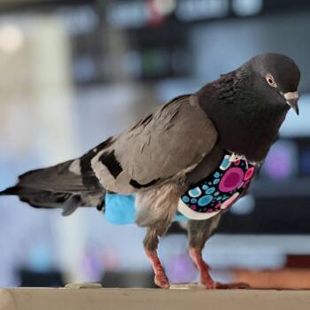 Falafel -  Pigeon Bird for Adoption in Chicago, Illinois - Falafel | PetCurious