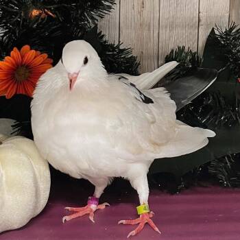 Sassy -  Pigeon Bird for Adoption in Chicago, Illinois - Sassy | PetCurious