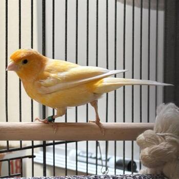 SWIRL -  Canary Bird for Adoption in Leesburg, Virginia - SWIRL | PetCurious