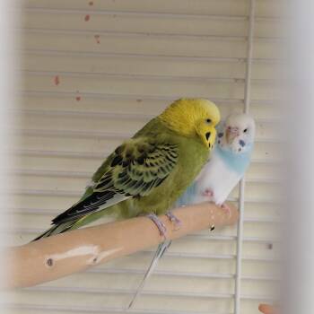Parakeet Birds Available for Adoption - 09 | PetCurious