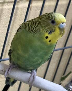 Forest, Fern, Moss -  Parakeet Bird for Adoption in Swanzey, New Hampshire - Forest, Fern, Moss | PetCurious