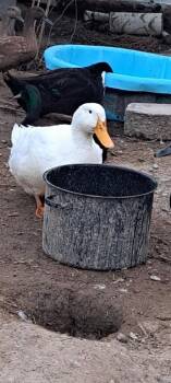 Batman -  Duck Bird for Adoption in Eagle Mountain, Utah - Batman | PetCurious