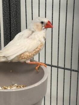 Tropicana -  Finch Bird for Adoption in New Hope, Pennsylvania - Tropicana | PetCurious