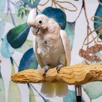 Little Girl -  Cockatoo Bird for Adoption in Elizabeth, Colorado - Little Girl | PetCurious