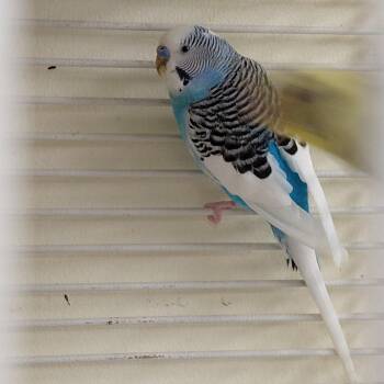 Parakeet Birds Available for Adoption - 10 | PetCurious