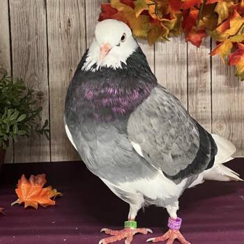 Adrian Coo-dini -  Pigeon Bird for Adoption in Chicago, Illinois - Adrian Coo-dini | PetCurious