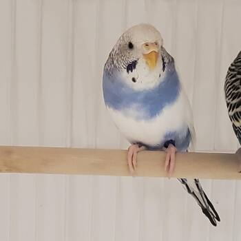 Stardust -  Parakeet Bird for Adoption - Stardust | PetCurious