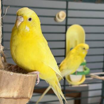 Banana *Bonded w/ Corn* -  Parakeet Bird for Adoption in Kennebunk, Maine - Banana *Bonded W/ Corn* | PetCurious