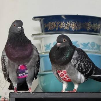 Pigeon Birds Available for Adoption in Chicago, Illinois - Mildred & Milton (married Couple) | PetCurious
