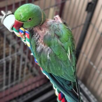 Paco -  Ringneck Psittacula Bird for Adoption in Lenexa, Kansas - Paco | PetCurious