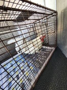 A798564 -  Chicken Bird for Adoption in San Antonio, Texas - A798564 | PetCurious