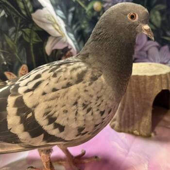 Shokran -  Pigeon Bird for Adoption in Chicago, Illinois - Shokran | PetCurious