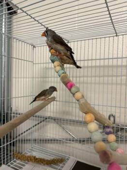 HERA -  Finch Bird for Adoption in Boston, Massachusetts - HERA | PetCurious