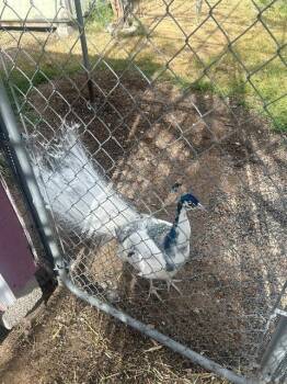 Peacock Peafowl Birds Available for Adoption in Eagle Mountain, Utah - Frosty / Opal | PetCurious