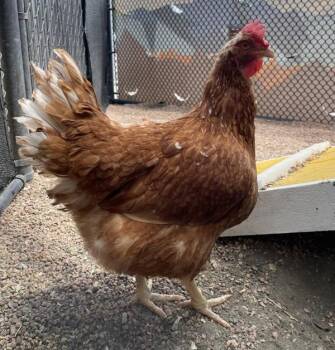 Kourtney K -  Chicken Bird for Adoption in Golden, Colorado - Kourtney K | PetCurious