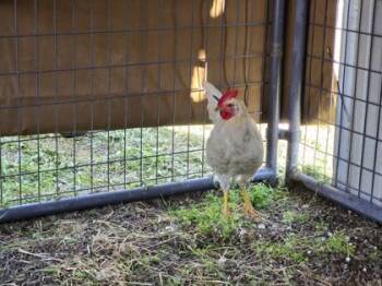 Chicken Birds Available for Adoption in Roseville, California - Derek Zoolander | PetCurious