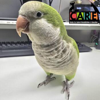 Sprout -  Quaker Parakeet Bird for Adoption in Waukesha, Wisconsin - Sprout | PetCurious