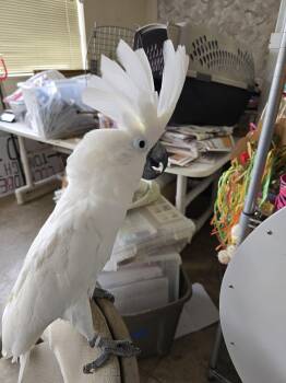 Coco -  Cockatoo Bird for Adoption in Inverness, Florida - Coco | PetCurious